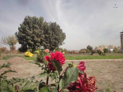 عشق و تندستی حافظ باغات سبزی تبریز!